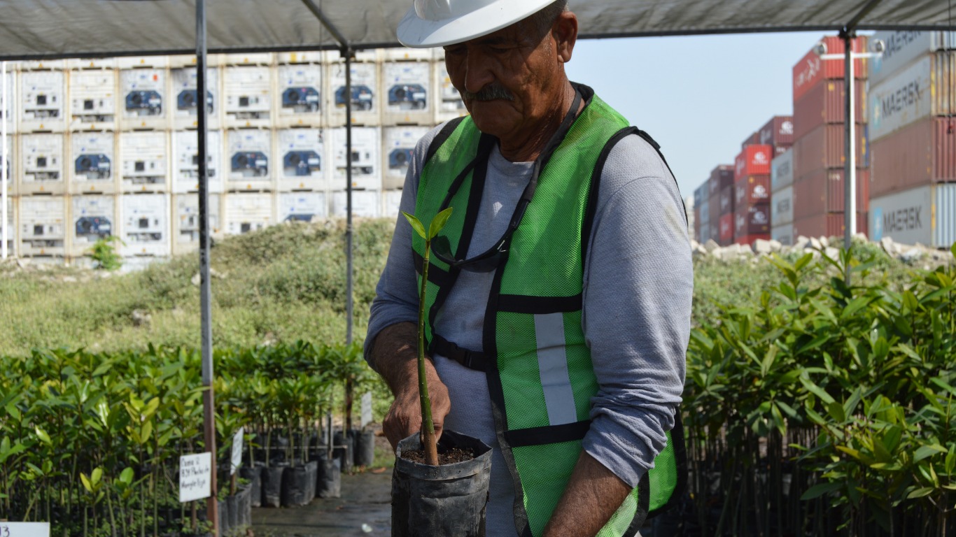 REALIZA ASIPONA REFORESTACIÓN PERMANENTE DE MANGLARES